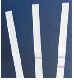 EuroFins 转基因侧向流动试纸条