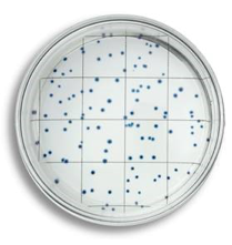 EasyDisc PCA 检测菌落总数